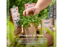 Die Stadtgärtner Anzuchtset Cocktail Minze