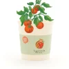 Die Stadtgärtner Blütengruss «Tigertomate»
