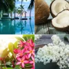 Glade Duftstecker Nachfüller Exotic Tropical Blossom 20 ml