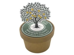Wunderle Wunschbaum Pott 7 cm